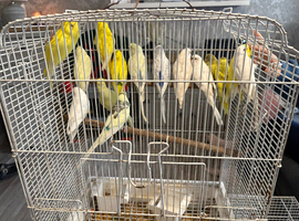 Budgies
