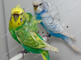 Pair of Helicopter budgies (hagoromo) for sale