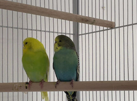 2 male budgies for sale