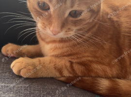 Ginger kitten