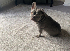 2 year old French bulldog