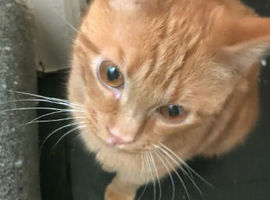 Simba &ndash; 8 Month Old Male Kitten Looking for a Loving Home