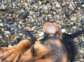 Jack Russell litter