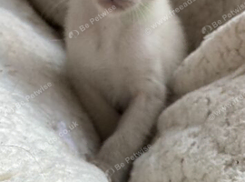 Beautiful GCCF registered Siamese babies