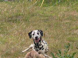 Gorgeous Dalmations for sale