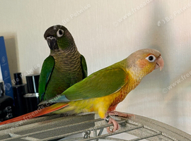 3x baby conures
