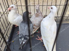 Raceing pidgeons