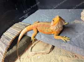 Two bearded dragons