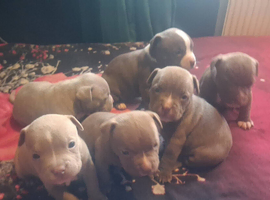6 gorgeous american pocket bully puppies (READY TO RESERVE)