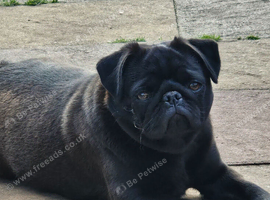 Stunning pug bitch