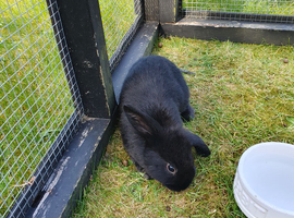 Baby rabbits