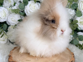 Vaccinated Double Mane Lionheads Boys & Girls - Ready Now