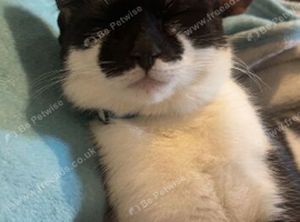 Sully aka Lully boy