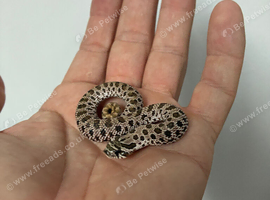 2025 western hognose babies with deals on multiple or all.