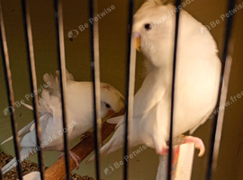 Helicopter budgies 2026