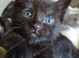 Black fluffy Tortoise shell female kitten