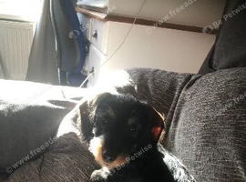 Rehome 1 year female dachshund