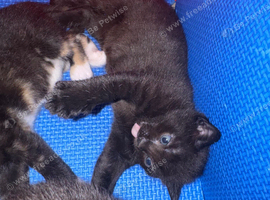 3 Beautiful Kittens Looking for Loving Homes