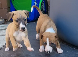 Beautiful whipped pups