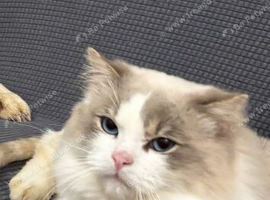 Ragdoll boy Two years