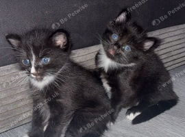 Beautiful kittens