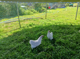 Lavender pekins