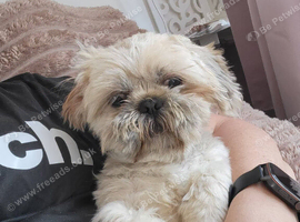Teddy Bear