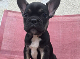 French Bulldog puppies