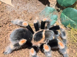 Various / Tarantula collection