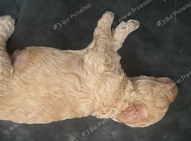 Covapoo pups for sale