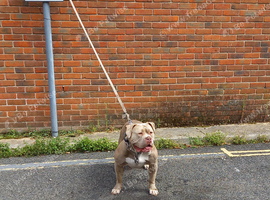 Loving lovely mastiff girl for ad sale
