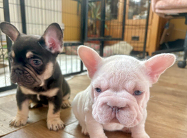 Fluffy Frenchies For Sales