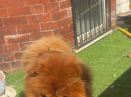 Solid red chow for stud
