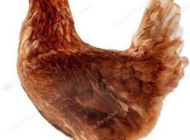 Laying Hens