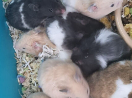 SYRIAN HAMSTERS MALE/FEMALE