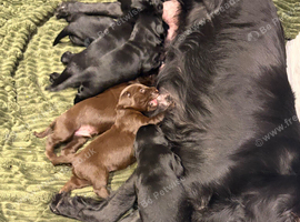 KC Liver and black puppies