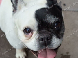 Beautiful Girl needing a home!