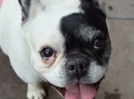 Lovely pup needing home!