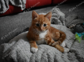 8 weeks old male kitten