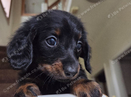 Gorgeous mini Dachshund