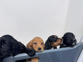 COCKER SPANIEL PUPPIES