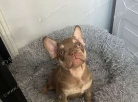 Reduced Isabella/Rojo Frenchie puppies