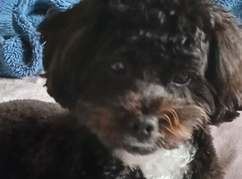Lhasapoo puppy
