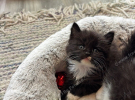 1/2 british short hair kittens