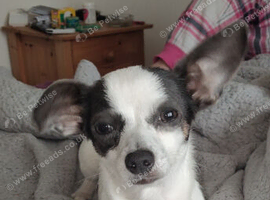 9 month old jackawawa for sale