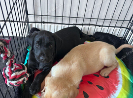 Ready to leave now Labrador pup