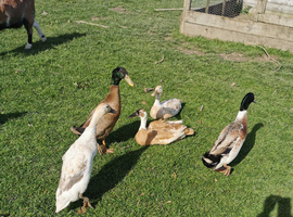 Indian Runner Duck Eggs X 6