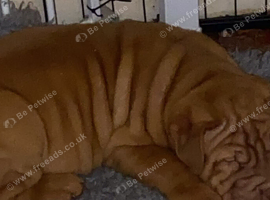 Shar-pei x Ridgeback mixed breed