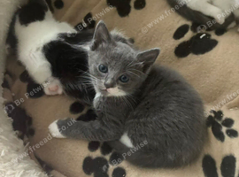 Ragdoll x kittens