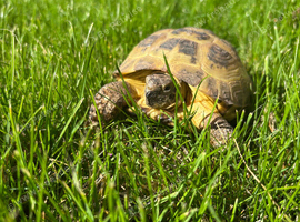 Horsefield tortoise